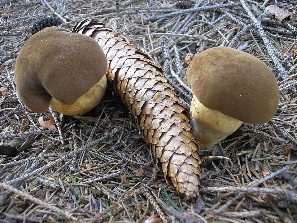 Suchohřib hnědý („podoubák“)