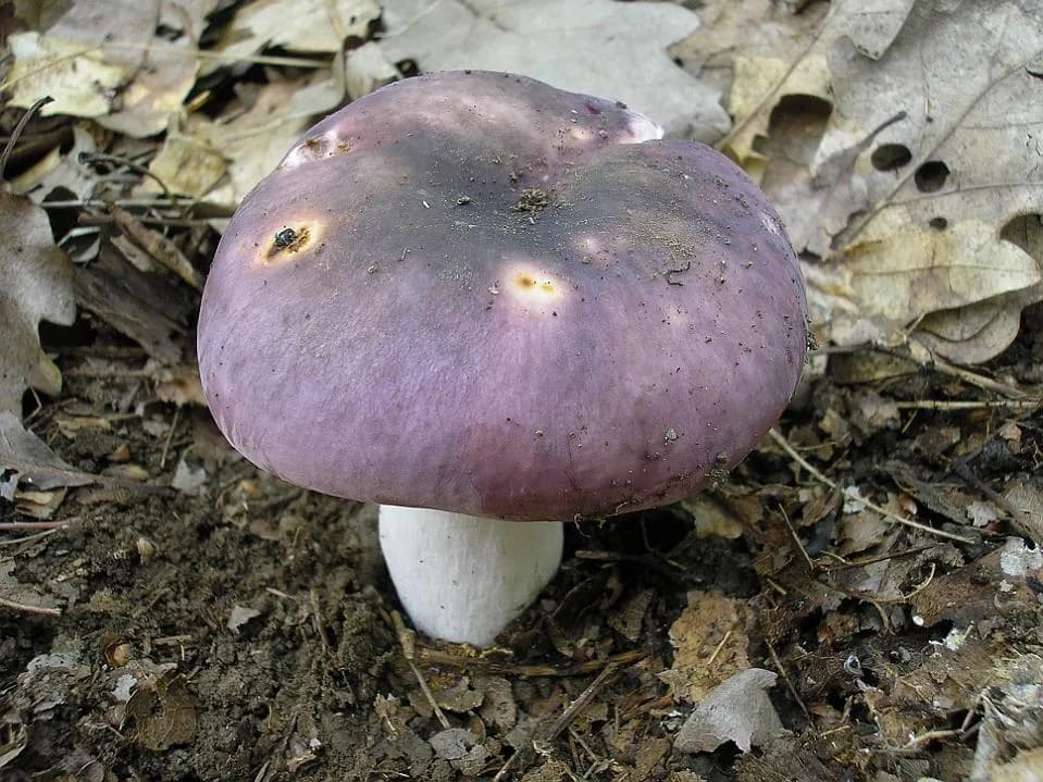 Holubinka namodralá