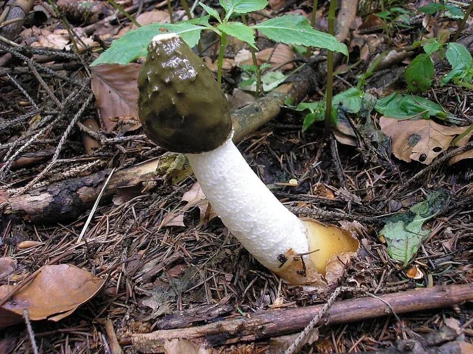 Hadovka smrdutá