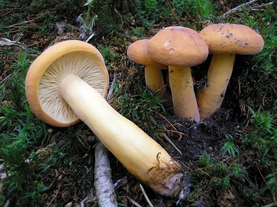 Ryzec syrovinka