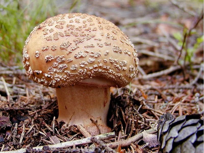 Muchomůrka růžovka („masák“)