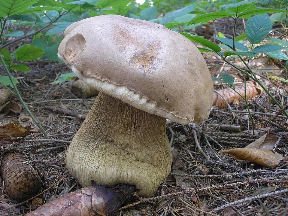 Hřib žlučník („hořčák“)