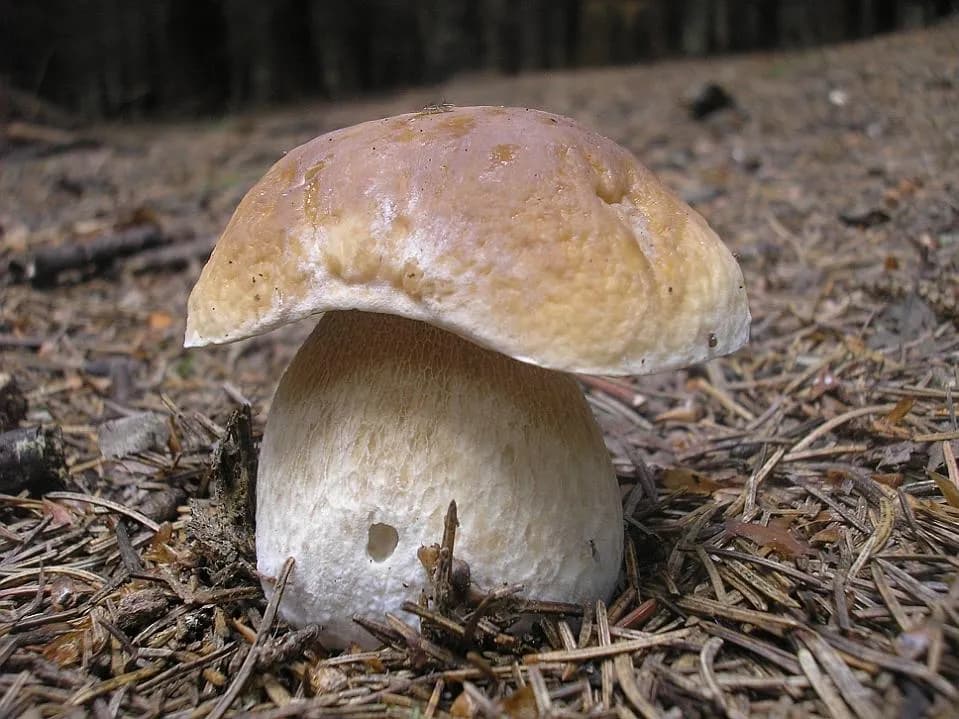 Hřib smrkový