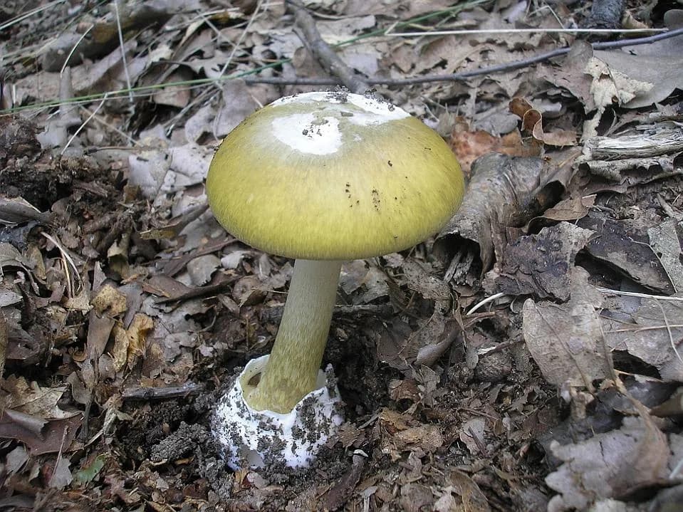Muchomůrka zelená