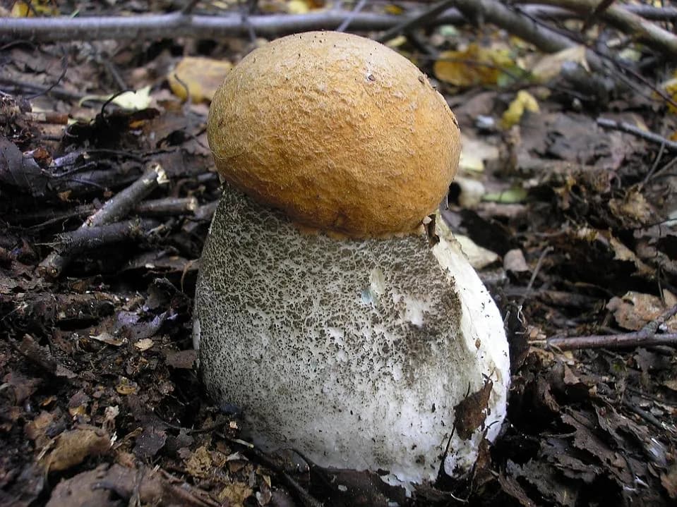 Křemenáč březový