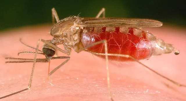 Komár Anopheles