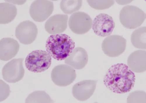 Krvinkovka (Plasmodium)