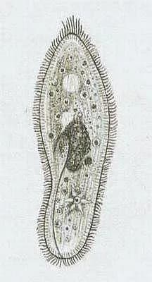 Trepka velká